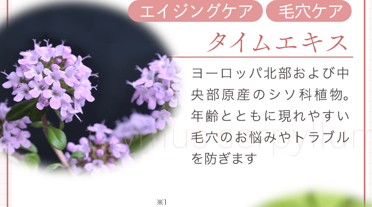 タイムエキス