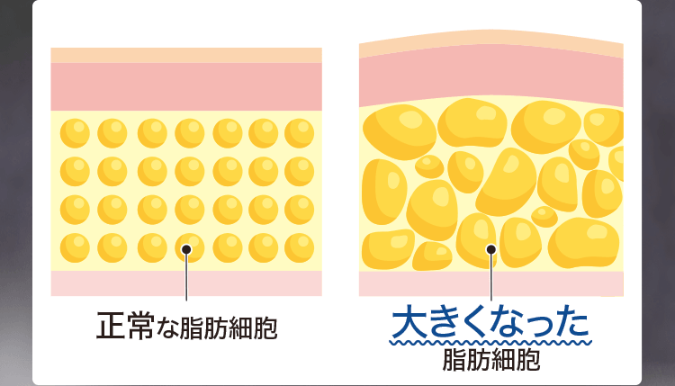 脂肪細胞の図