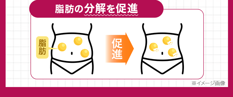 脂肪分解促進図