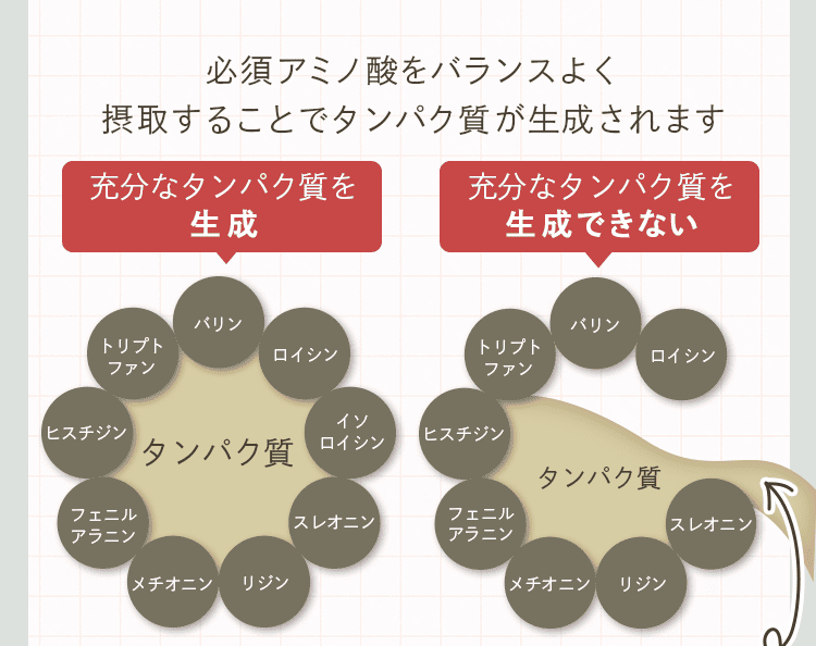 タンパク質を生成